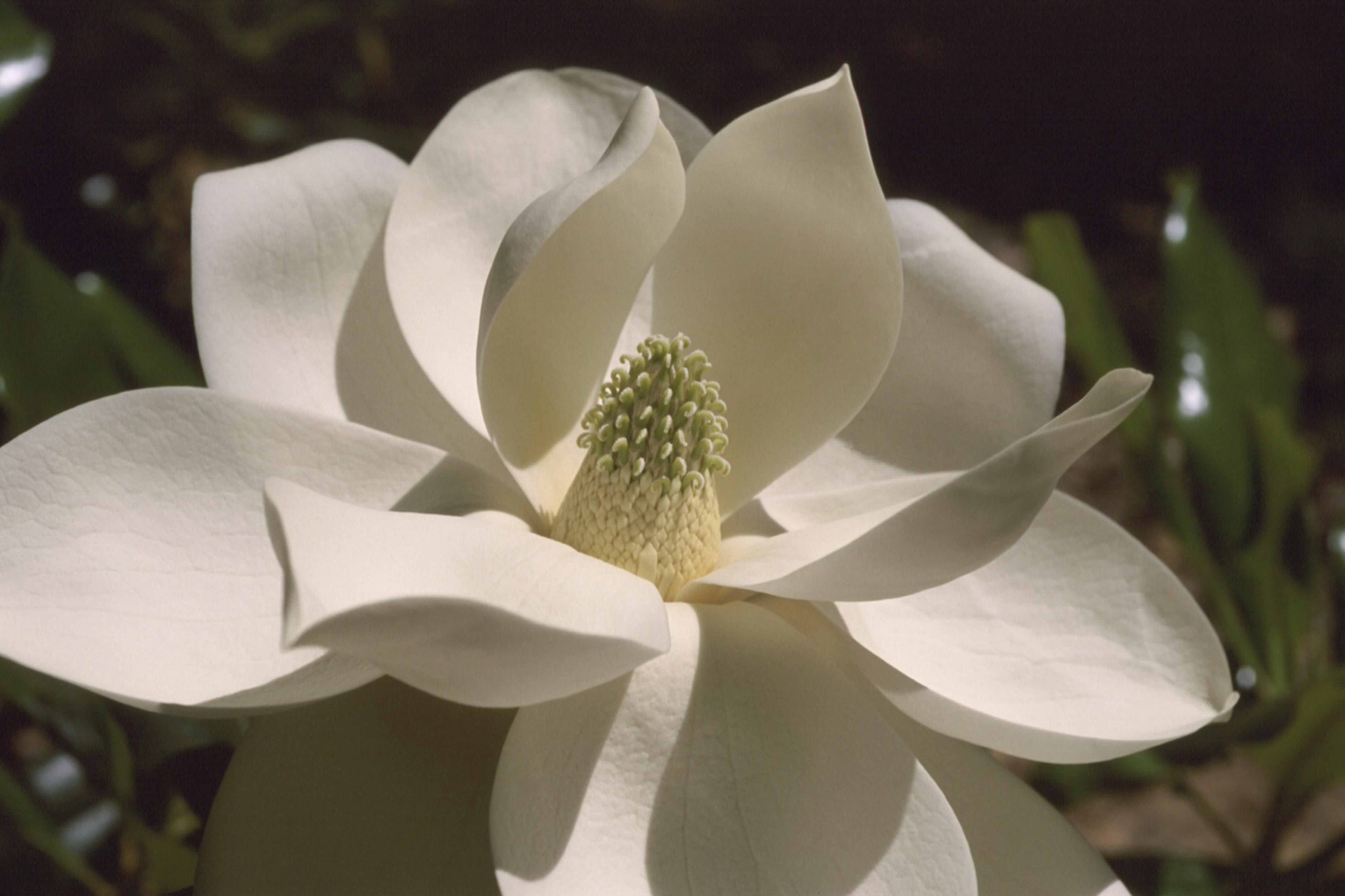 020_20-Magnolia-grandiflora---Southern-Magnolia