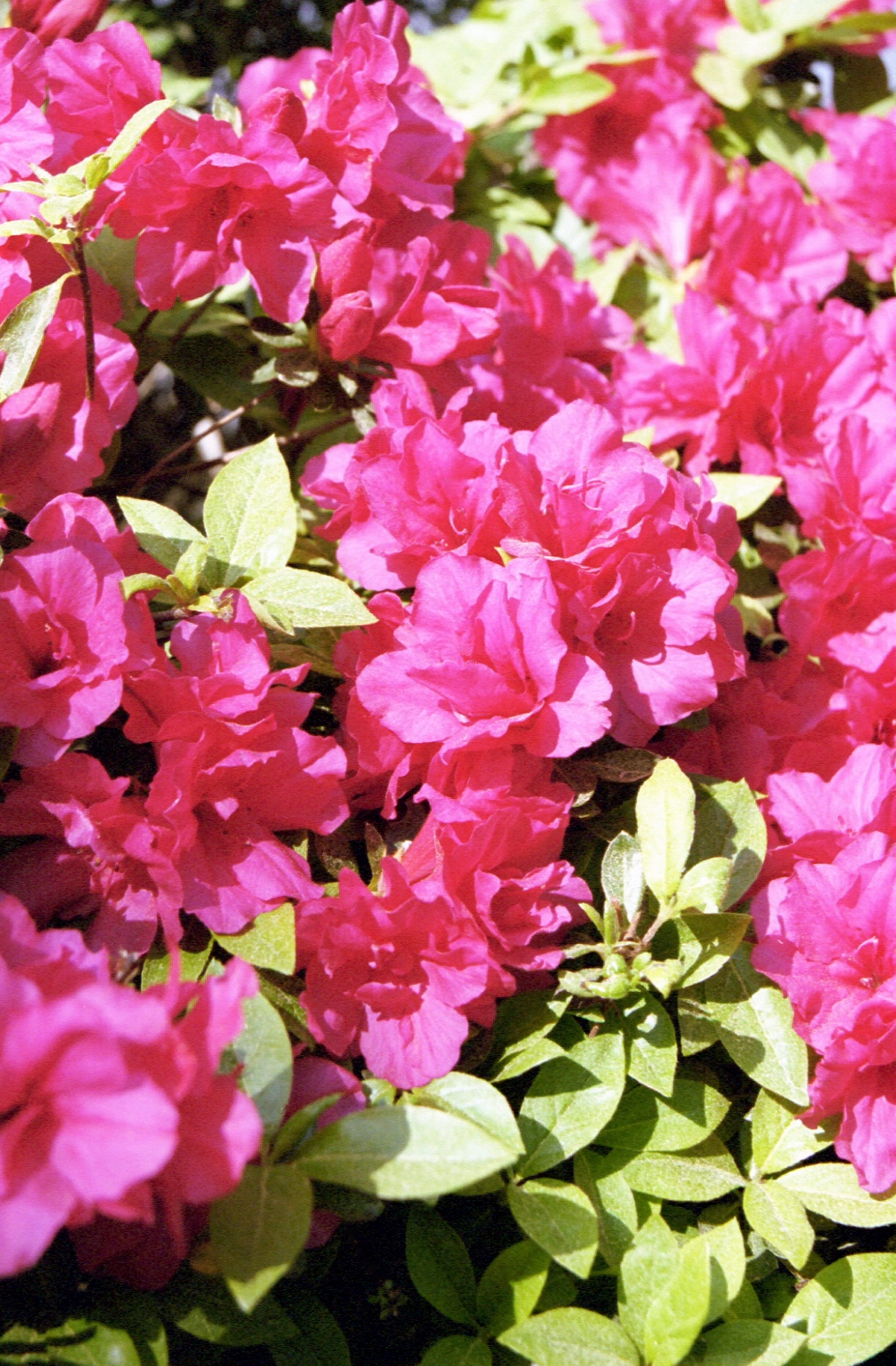 112_13-Rhododendron-sp.---Azalea