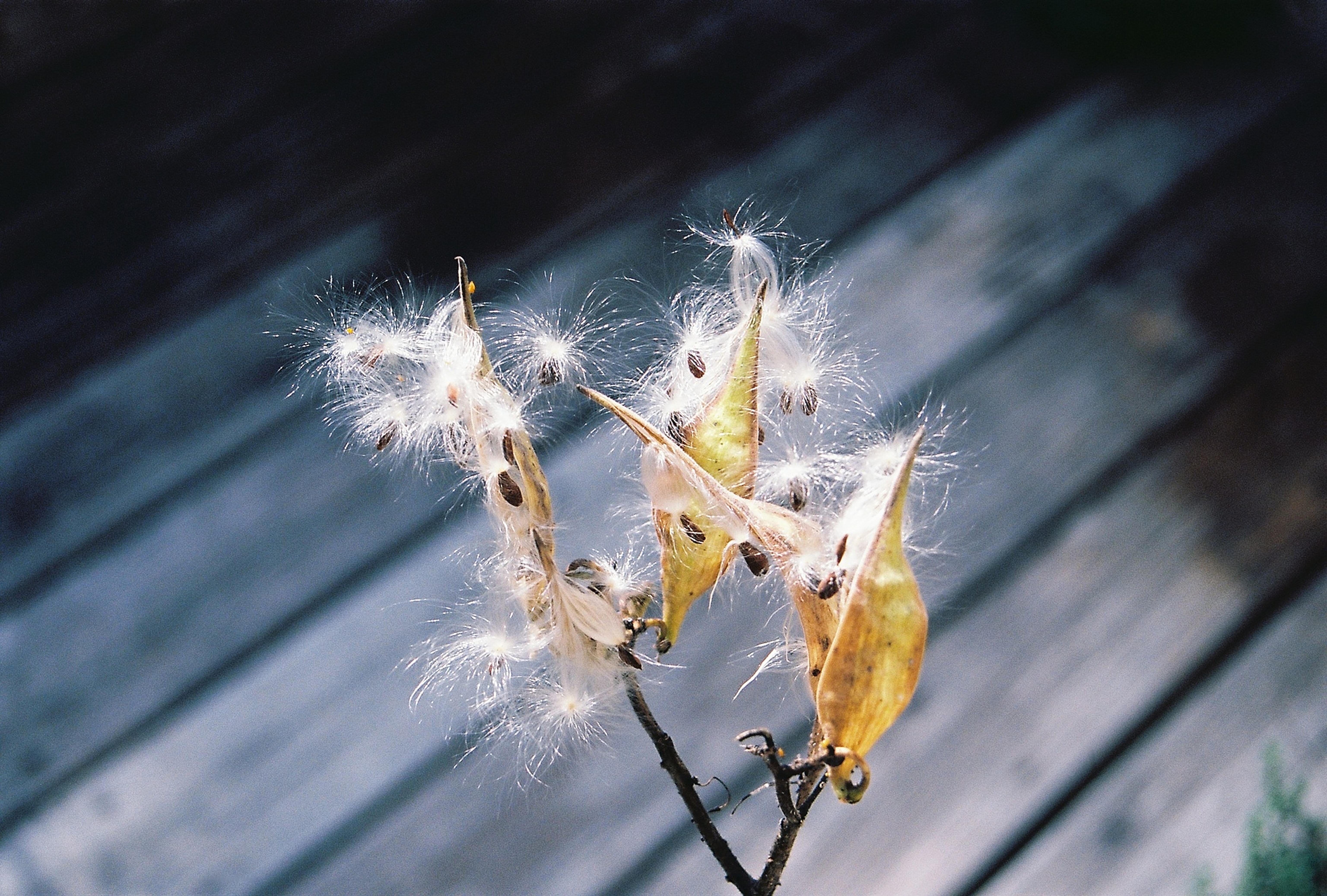 Butterfly Weed - Seed Pods Fine Art Print