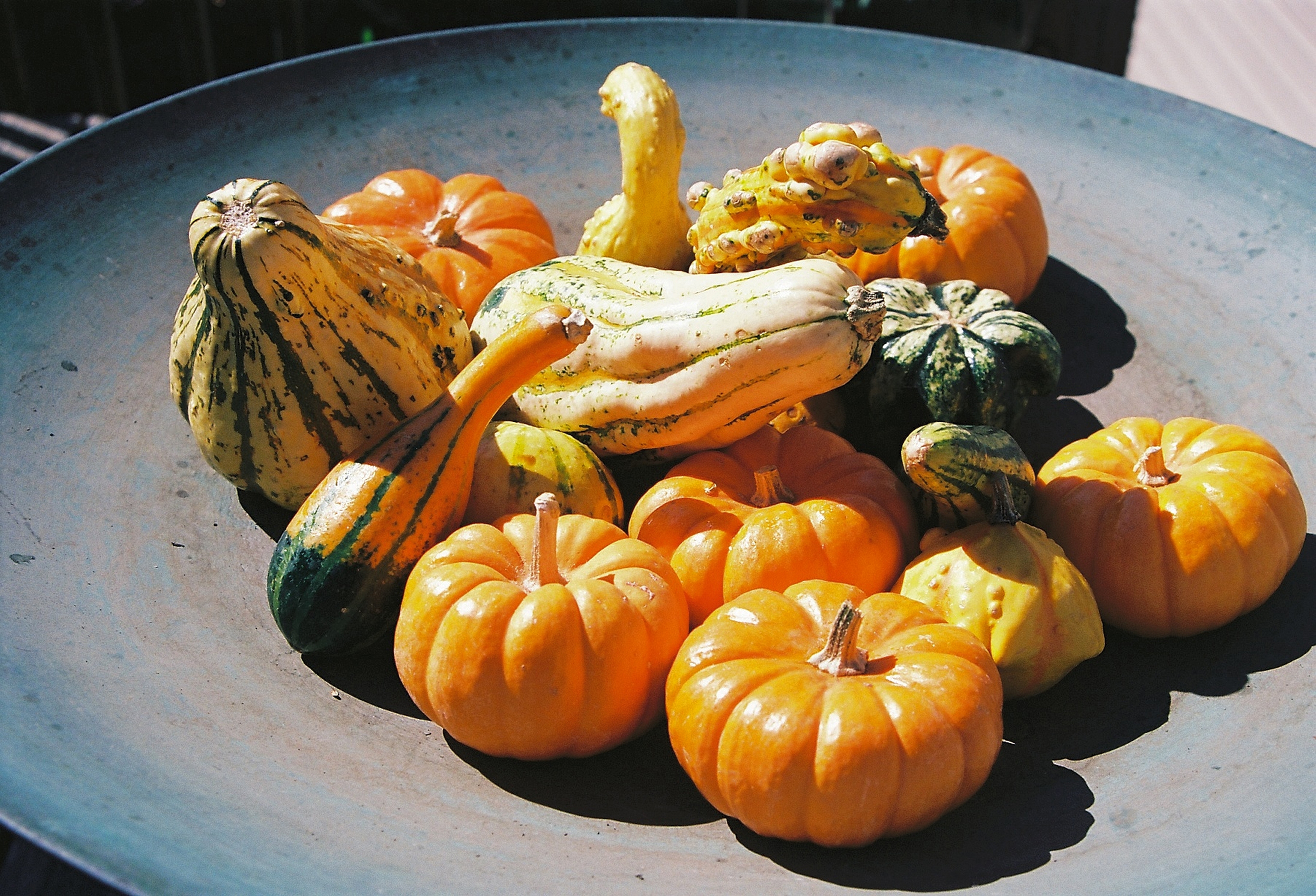 Fall Gourds, and Pumpkins. Fine Art Print