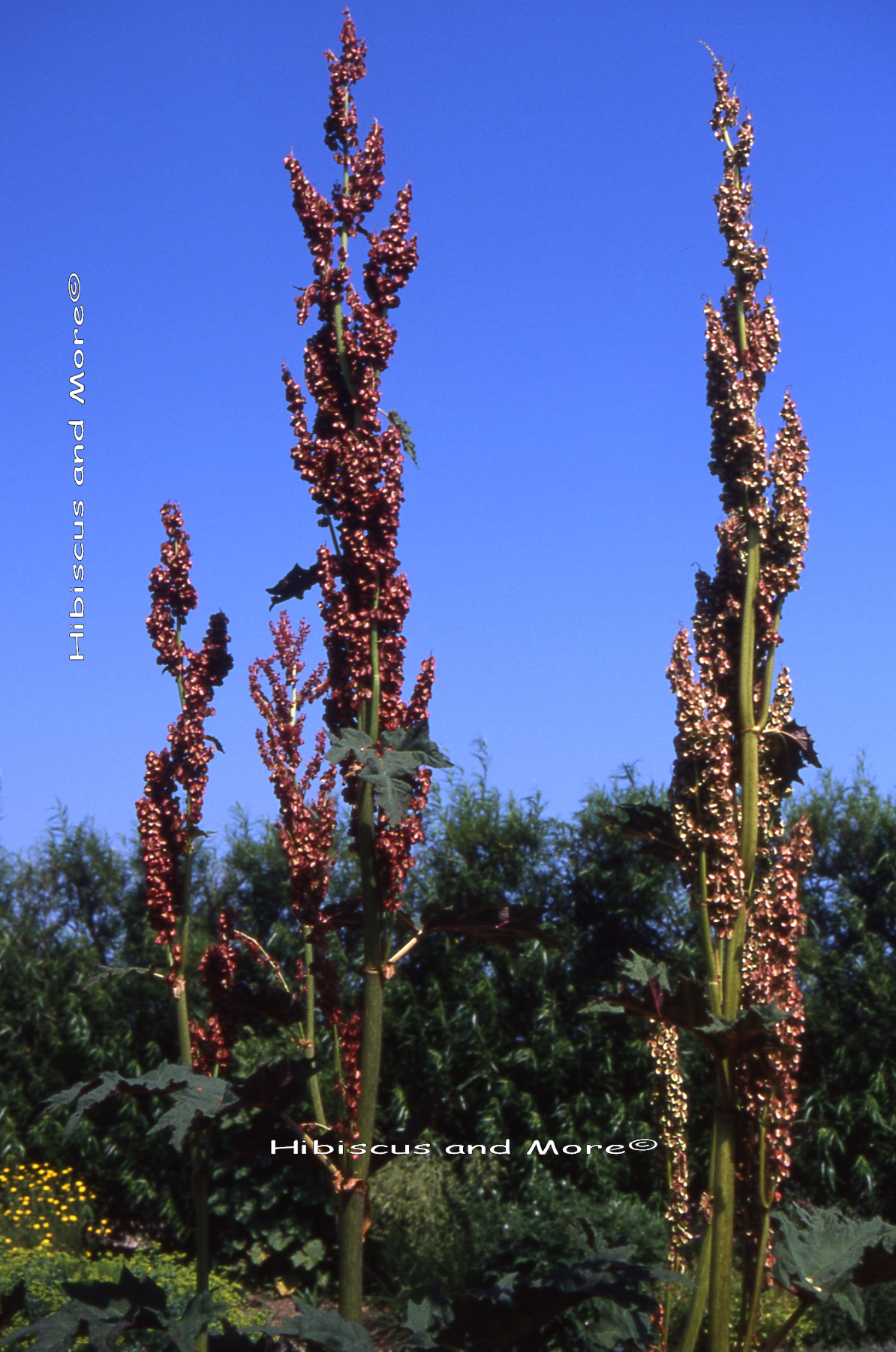 Rheum sp. – Rhubarb Flowers