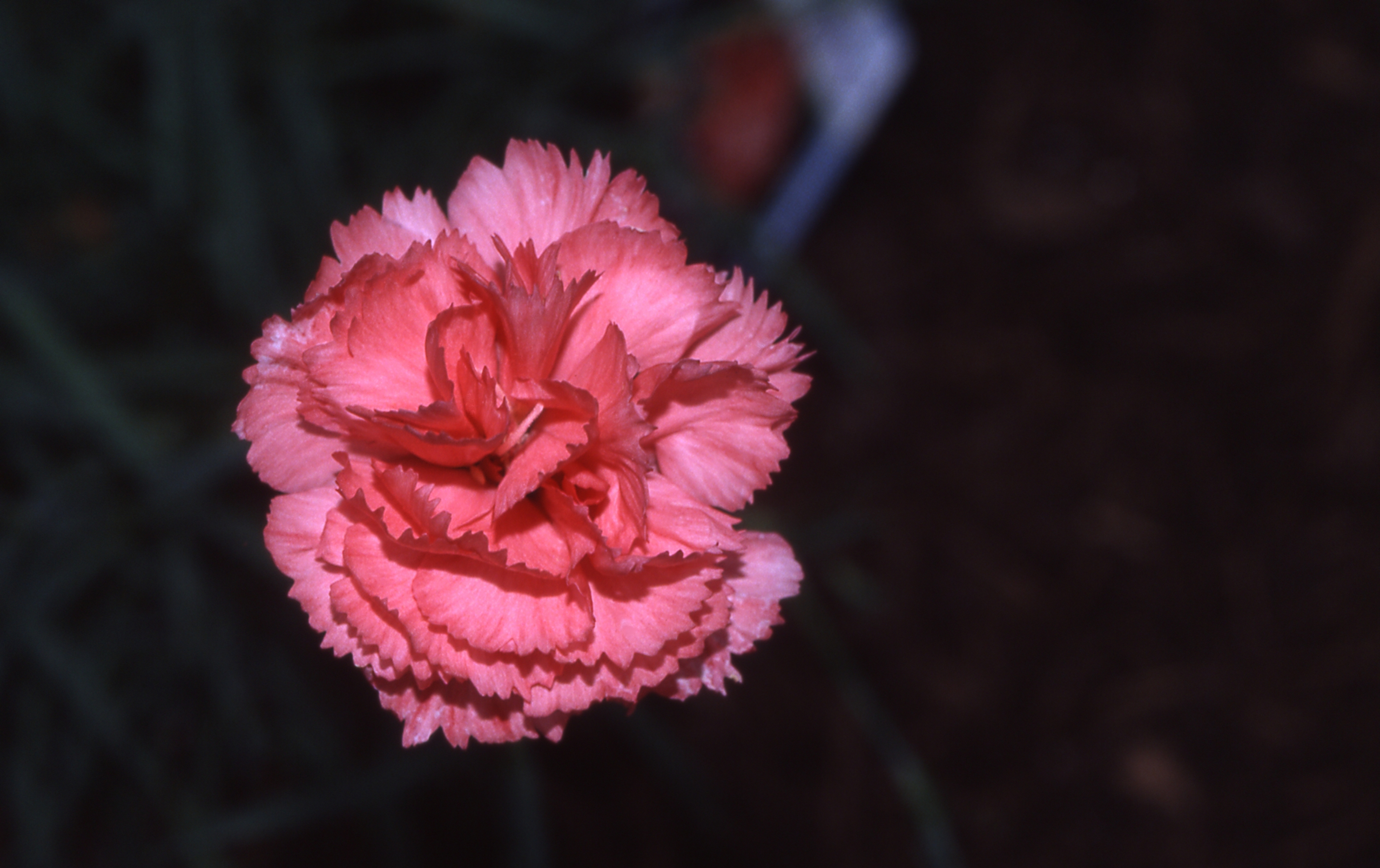 Dianthus X allwoodii ‘Old Spice’ - Old Spice Dianthus