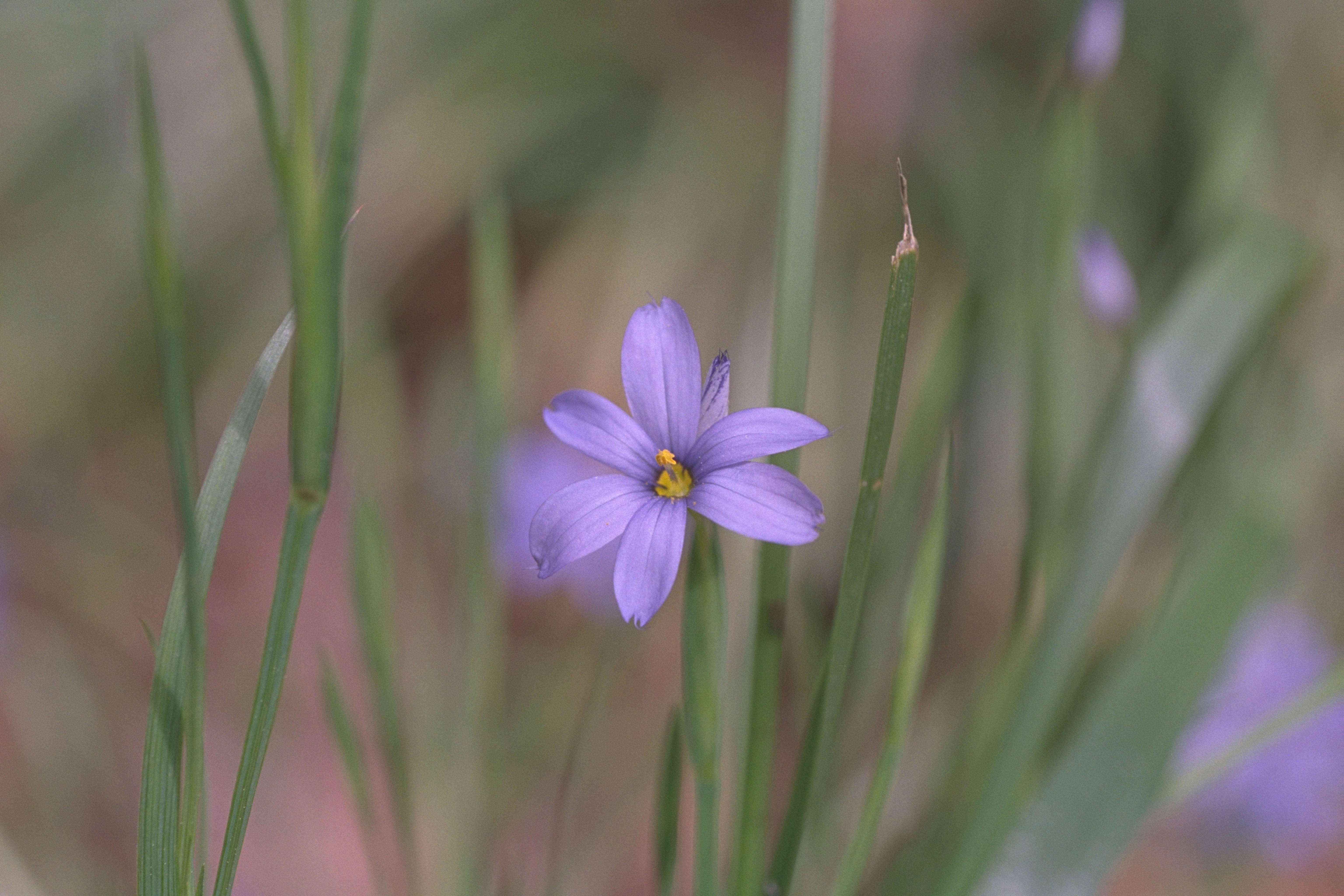 Img0018.jpgSisyrinchium-atlanticum---Blue-eyed-Grass-with-Bud