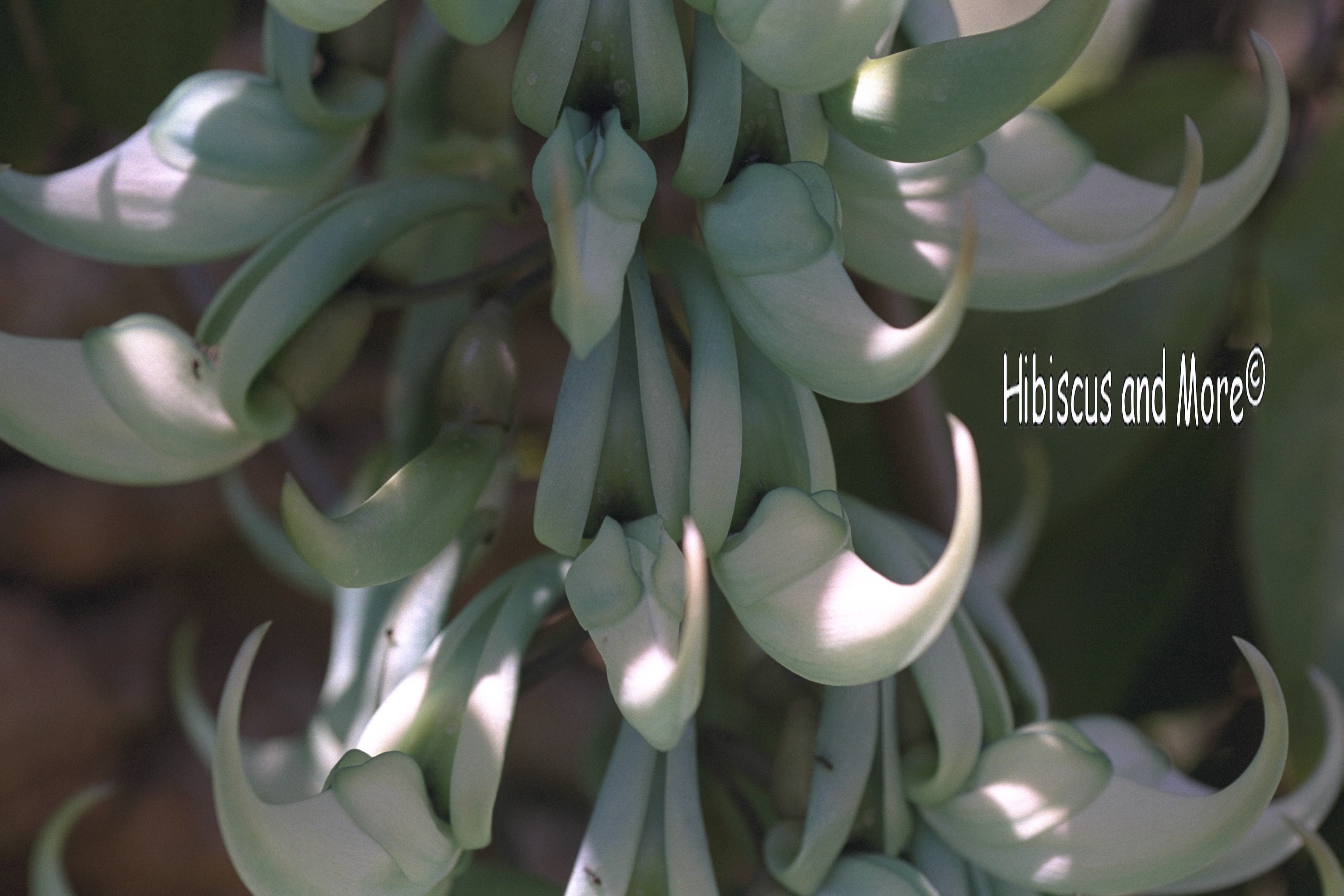 Strongylodon macrobotrys - Jade Vine. Fine Art Print