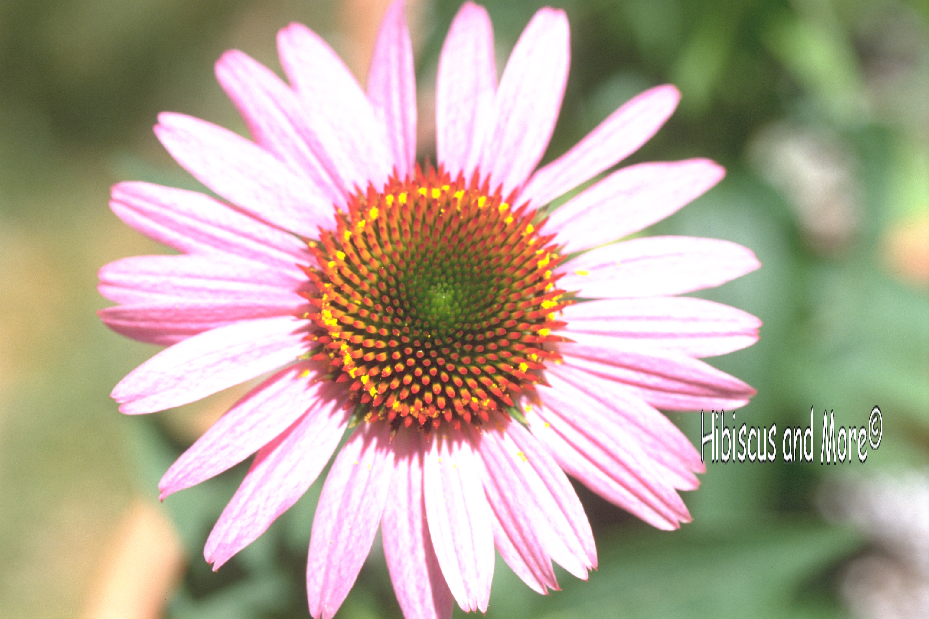 Echinacea purpurea ‘Magnus’ - Purple Coneflower. Fine Art Print