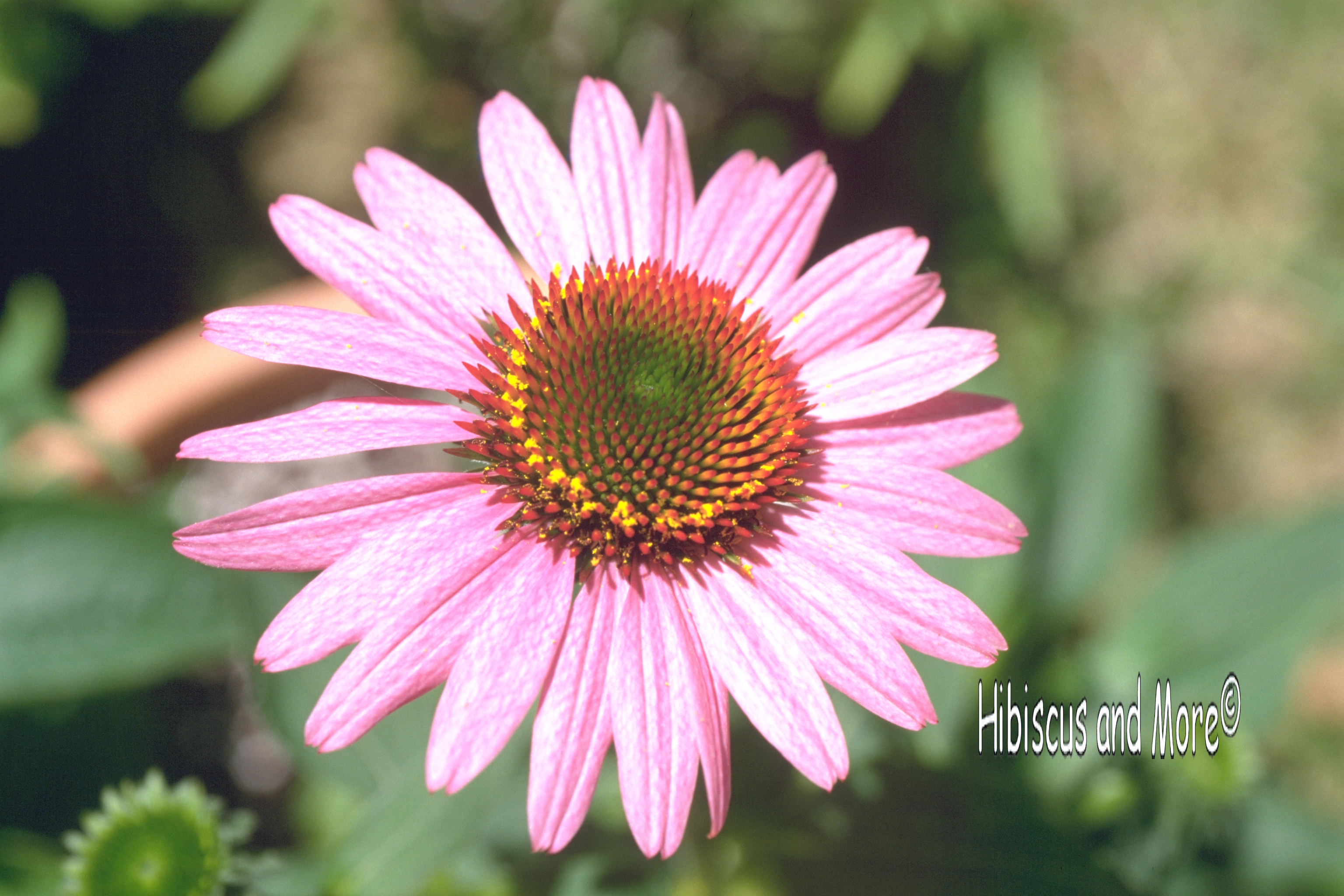 Echinacea purpurea ‘Magnus’ - Purple Coneflower. Fine Art Print