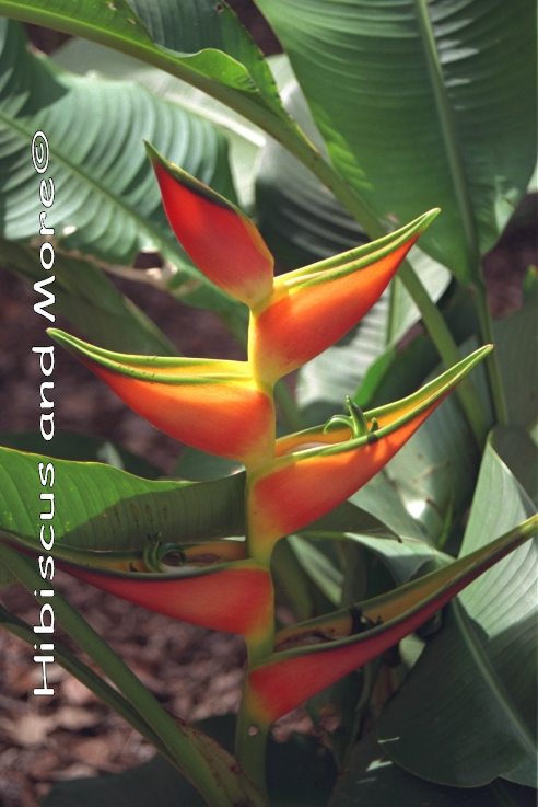 Heliconia ‘Butterfield’ – Heliconia