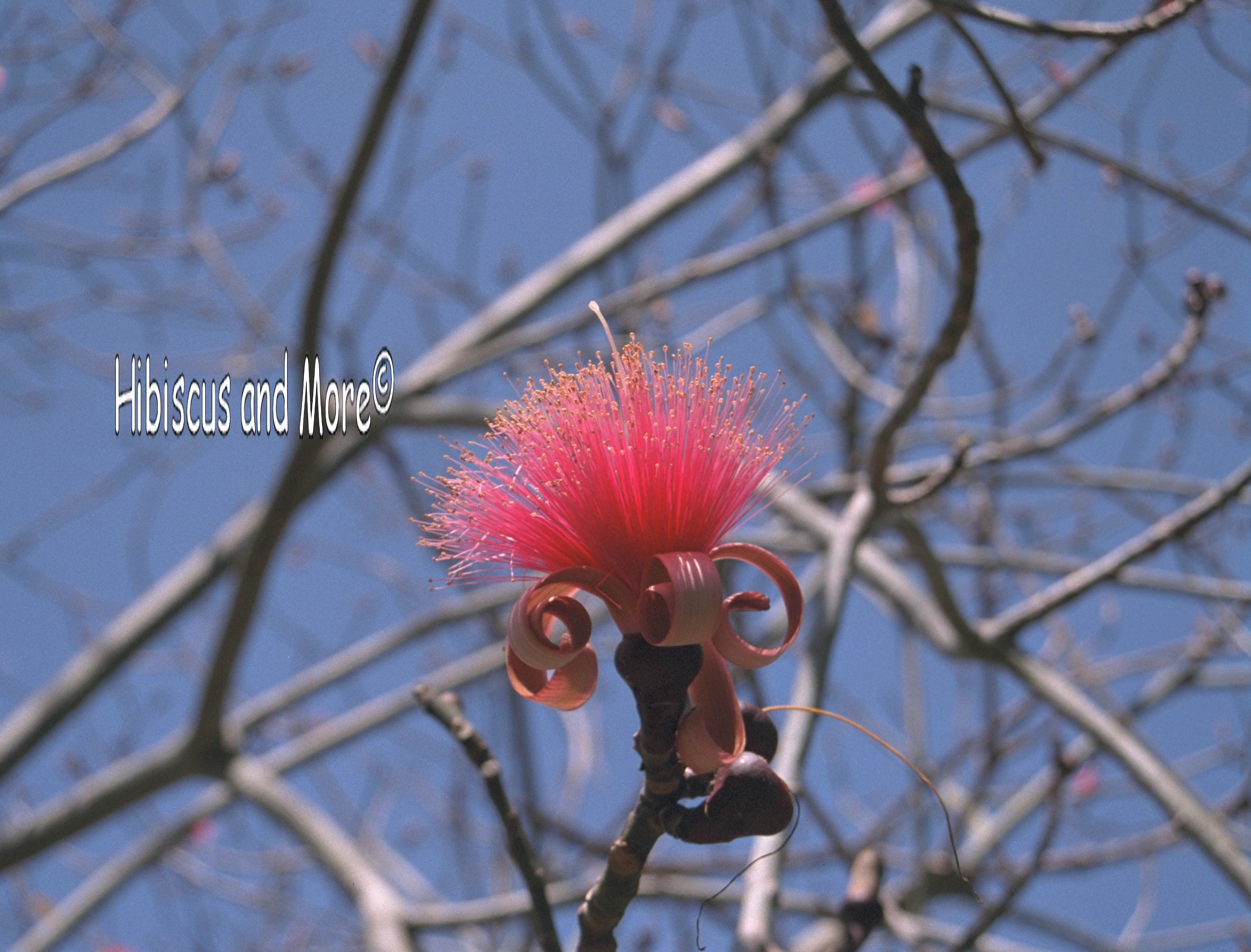 Pseudobombax ellipticum - Shavingbrush Tree