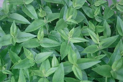 Pycnanthemum muticum - Short-toothed Mountain Mint