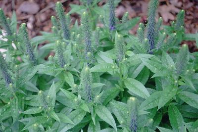 Veronica spicata ‘Royal Candles’ - Spiked Speedwell