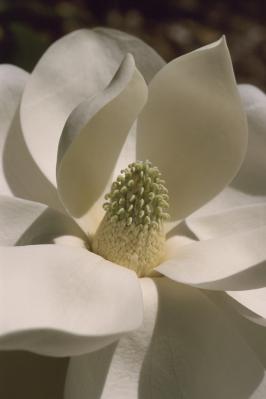 Magnolia grandiflora - Southern Magnolia