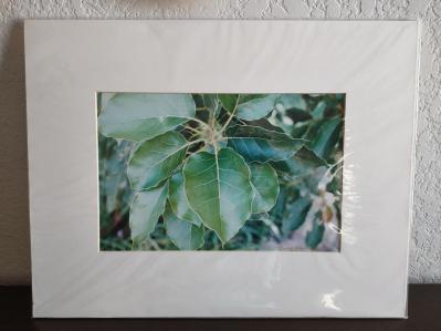 Avocado Leaves - Persea americana