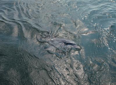 Dolphin swimming