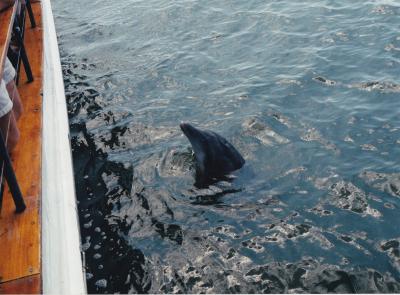 Dolphin swimming