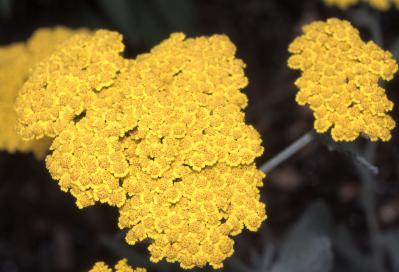 Achillea filipendulina ‘Moonshine’ - Fernleaf Yarrow Fine Art Print