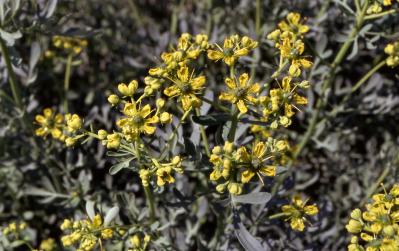 Ruta graveolens - Common Rue