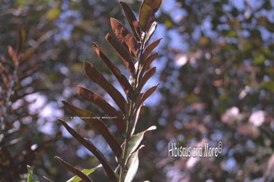 Acrostichum danaeifolium - Swamp Leather Fern Spores. Fine Art Print. 