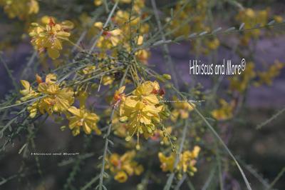 Parkinsonia aculeata - Jerusalem Thorn