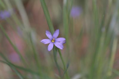 Sisyrinchium atlanticum - Blue-eyed Grass Fine Art Print