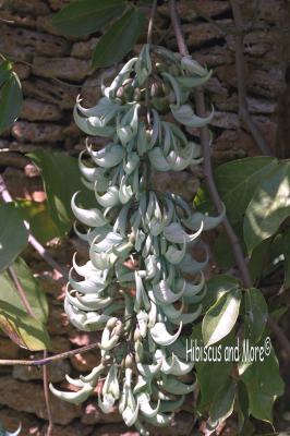 Strongylodon macrobotrys - Jade Vine. Fine Art Print