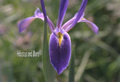 Sticker Blue iris or blueflag flower 