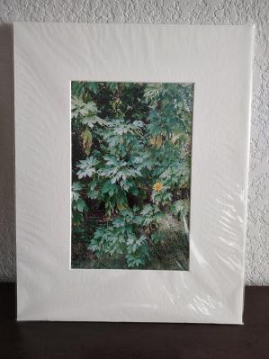 Mexican Sunflower Photo