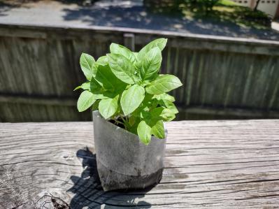 Ocimum basilicum ‘Newton’ – Newton Basil