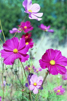 Pink and Dark Pink Cosmos Close-up