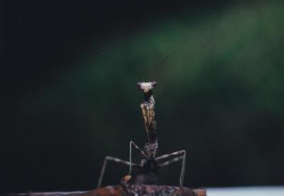 Preying Mantis 5x7 Print