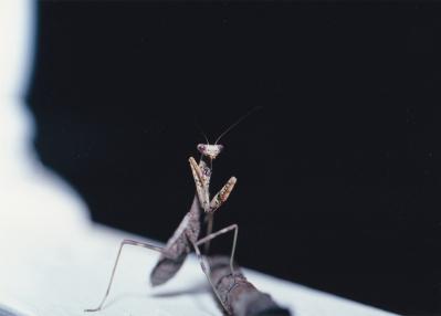 Preying Mantis 5x7 Print