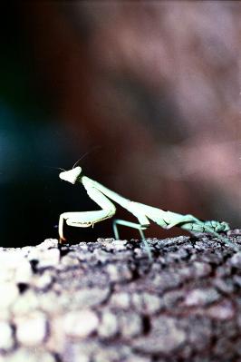 Preying Mantis