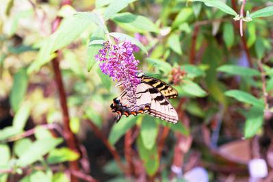 Butterfly Bush