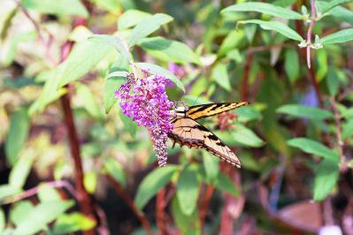 Butterfly Bush