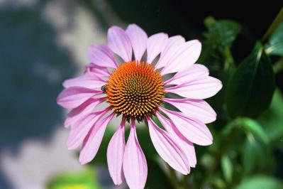 Purple Coneflower Bravado