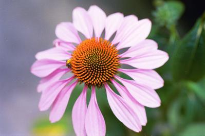 Purple Coneflower Bravado