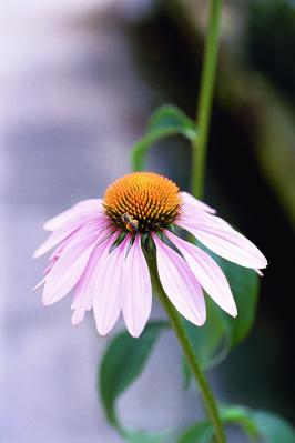 Purple Coneflower Bravado