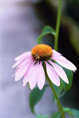 Purple Coneflower Bravado