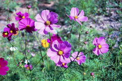 Cosmos bipinnatus – Cosmos Fine Art Print