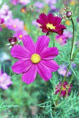 Cosmos Close-up