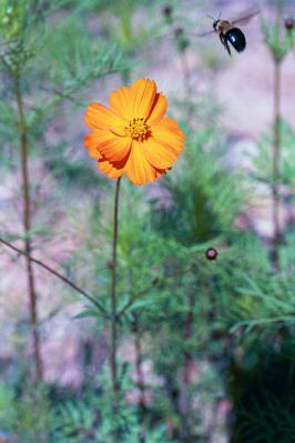 Orange Cosmos