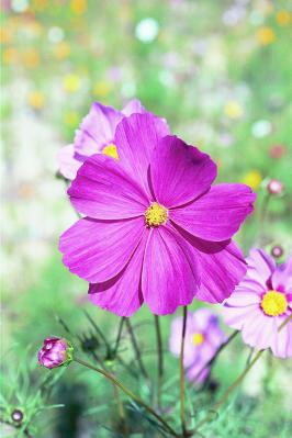 Dark Pink Cosmos Close-up