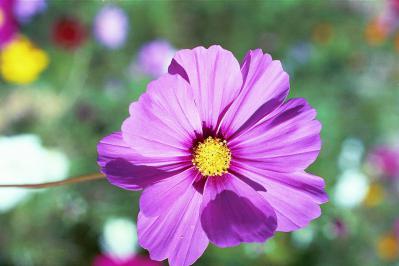 Pink Cosmos 