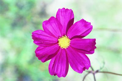 Dark Pink Cosmos