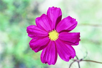 Cosmos bipinnatus - Cosmos Close-up Fine Art Print