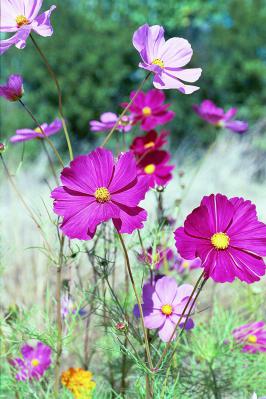 Dark Pink Cosmos