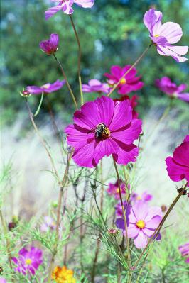 Dark Pink Cosmos