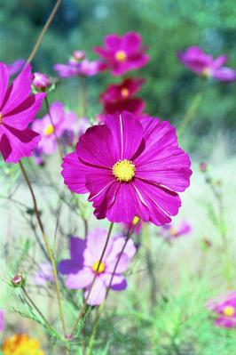 Dark Pink Cosmos Close-up