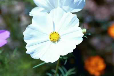 White Cosmos