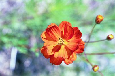 Orange Cosmos