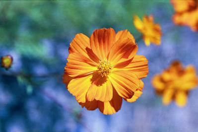 Orange Cosmos